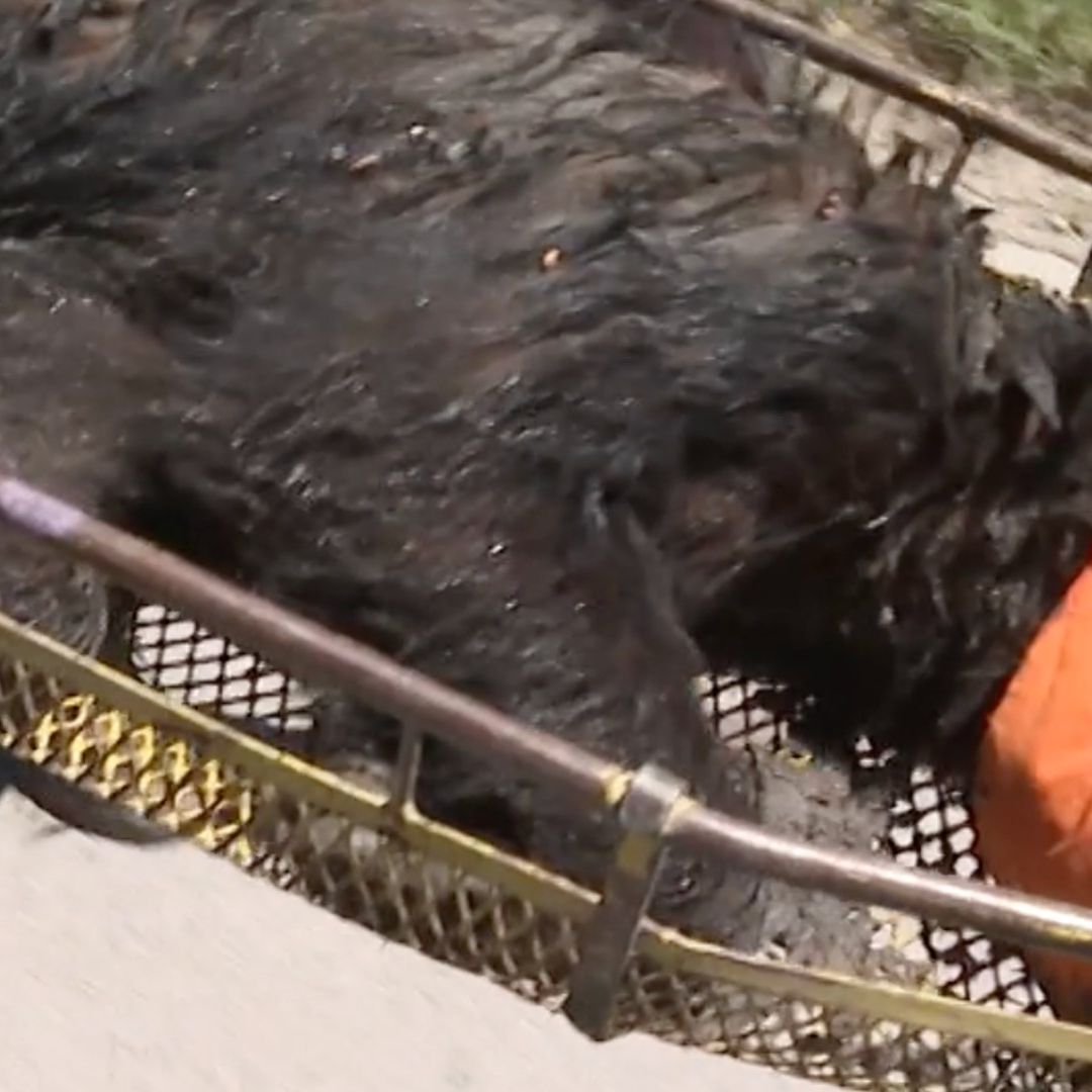 Después de varios avistamientos de un oso negro logran la captura del ejemplar